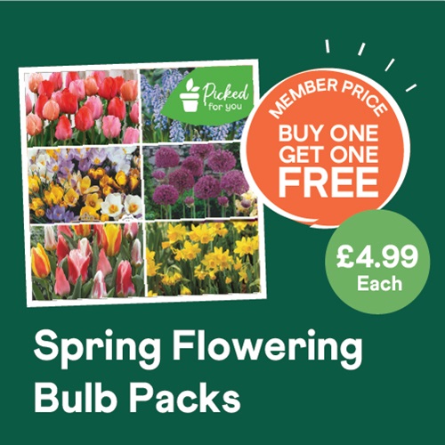 Spring FLowering Bulb Packs